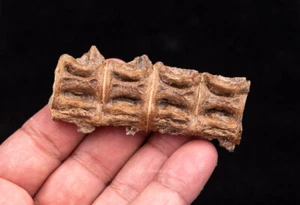 Ichthyodectes Associated Fossil Fish Vertebrae  Cretaceous Kansas  0782 - Picture 1 of 4