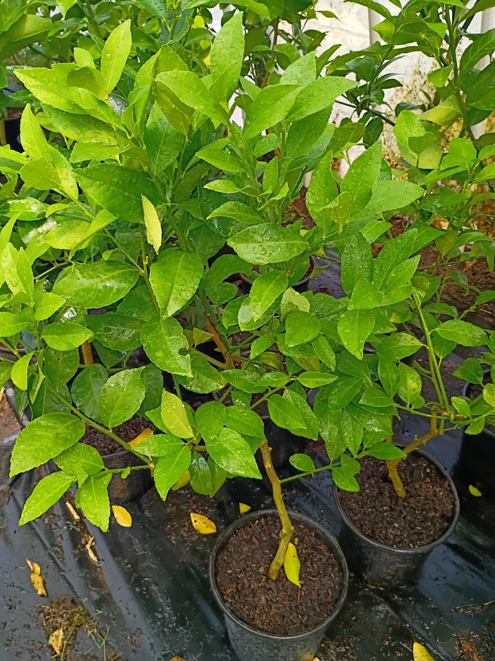 Árbol de limón Panderosa en maceta de 1 galón Foto 1 de 1