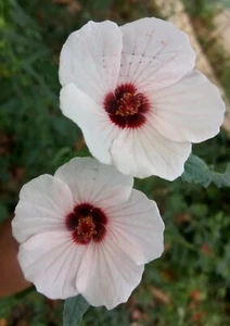 25 Light pink Swamp Rose Mallow Hibiscus Seeds.Medium size Flowers.Maroon Center - Picture 1 of 16