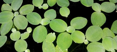 Dwarf Water Lettuce (Pistia stratiotes) - MINIMUM ORDER (15 plants) - Image 1 of 4
