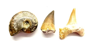 Lot Of 3 Fossils: Mosasaur, Lemon Shark and Ammonite - Picture 1 of 3