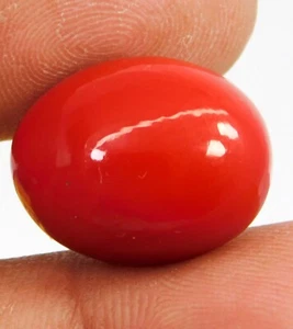 AAA+ Natural Red Coral 23.15 CT Oval Cabochon Cut Italian Loose Gemstone - Picture 1 of 9