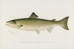Atlantischer Lachs, Salmo Salar von Sherman F Denton Giclée-Kunstdruck kostenloser Versand - Bild 1 von 3