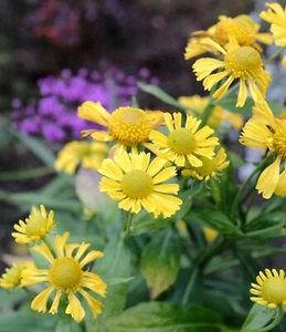 Sonnenbraut 'Kanaria' - Helenium x cultorum 'Kanaria' Staude im 1-Liter Topf - Bild 1 von 2