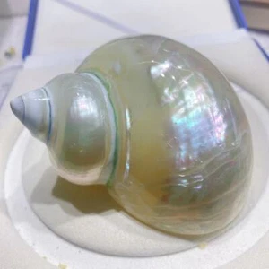 Einsiedlerkrabbe Ersatzschale Silber Turbo Muschel Aquarium Sammlerstück - Bild 1 von 6