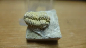 GEOLOGICAL ENTERPRISES Silurian fossil trilobite Calymene celebra Illinois - Picture 1 of 6