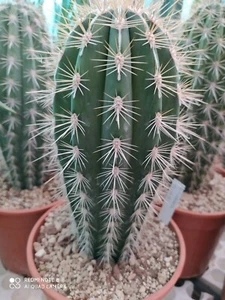 PACHICEREUS PRINGLEI POT 17 RIF P24 NO COPIAPOA AZTEKIUM ARIOCARPUS AGAVI CACTUS - Foto 1 di 8