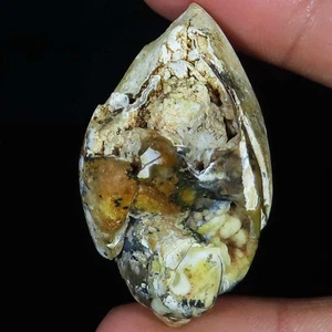 Natürlich Fossil Schnecke Druzy Quarz 114.05 Karat (26x46x20 MM) Cabochon Lose - Bild 1 von 6