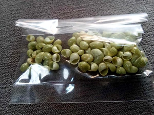 Smaragdia Rangiana average size  4.5 - 7.5  mm F++/+++/ gem  set of 100 pcs  - Picture 1 of 9