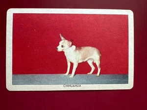 1950 Peter Paul Walnettos Choclettos and Coconettos Chihuahua Dog Card - Foto 1 di 2