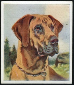 GREAT DANE GODFREY PHILLIPS OUR DOGS SERIES 1939 DOG CIGARETTE CARD #24 - Picture 1 of 2
