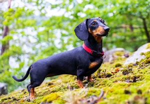 Dachshund Photo Magnet 3"x5" - Picture 1 of 1