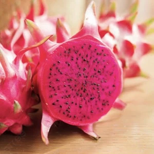 Red Crystal - Dragon Fruit (1x Cutting 15-17cm) Edible Plant Cactus - Picture 1 of 5