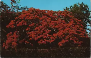 Extravaganter Baum blühend Barbados BWI Delonix Regia Samenmehl Viehfutter UNP - Bild 1 von 2