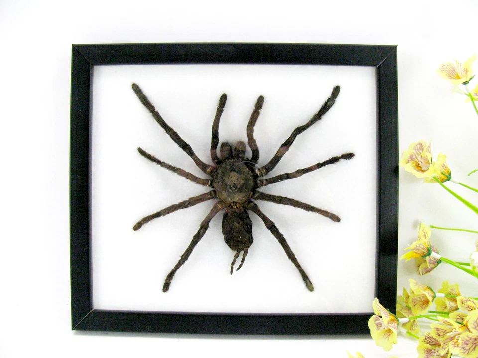 ASIAHOUSE24 Riesige echte Vogelspinne - Eurypeima spinicrus - im Schaukasten auf Watte XXL