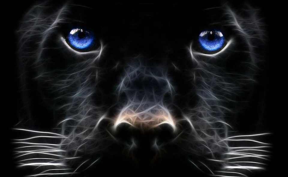 Laptop 17"  Notebook Netbook Skin Sticker Folie Schutz Aufkleber Hund Hunde 1 - Bild 1 von 1