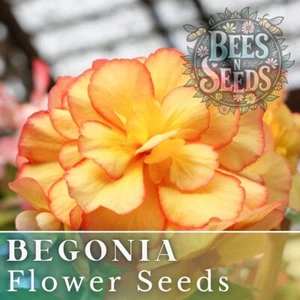 Radiant Opal Begonia Seeds 45 or 125 Seeds Flower, Flower Seeds, Non GMO - Picture 1 of 3