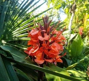 Hedychium Deceptum (Rubrum) 8 Seeds, Cold Hardy Red Ginger Lily - Picture 1 of 3
