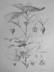 Alchornea Davidi plante Gravure d'APREVAL botanique Archives du Muséum XIXéme - Picture 1 of 2