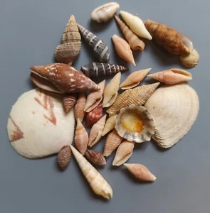 30 pcs assorted seashells  10-39 mm Gem/F++ (5) - Picture 1 of 4