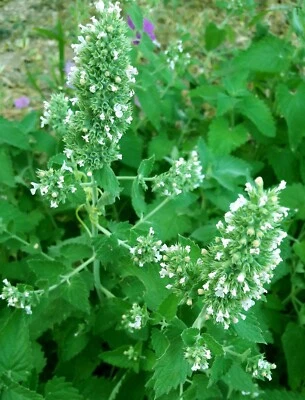 200 Semi Erba Gatta Nepeta Cataria Catnip Cataire Katzenminze Hierba gater seeds