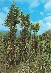 974 SAINT DENIS PLANTATION DE VANILLE - Imagen 1 de 2