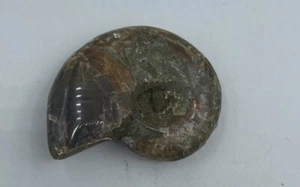 Ammonite Fossil Madagascar 1 3/4 in Polished Reiki Healing Crystal JB7 - Picture 1 of 4
