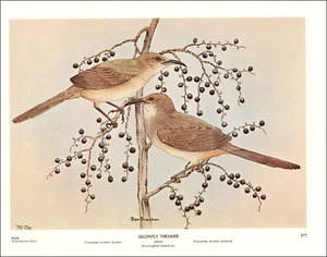 1968 Vintage Print Lecontes Thrasher Bird Palm Berries Branch Art By Rex Brasher - Picture 1 of 3