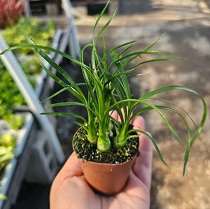 10 Pcs Beaucarnea multi | Pony Tail Palm | 2in pot | Beaucarnea - Picture 1 of 1