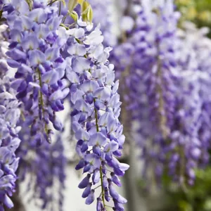 Pianta di GLICINE VIOLA Wisteria lilla rampicante h 100/120 cm IN VASO 17 CM - Foto 1 di 2