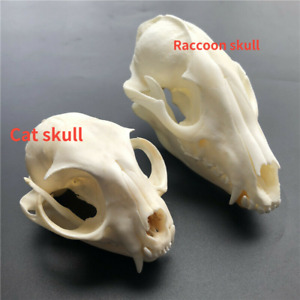 2 pcs combination of real animal skull specimen,Taxidermy,Real Raccoon skull