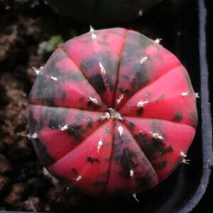 1.8-2cm cactus Succulent plants Astrophytum asterias red Home Garden Bonsai
