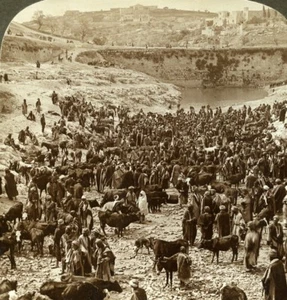 Palästina Jerusalem Pool von Gihon Viehmarkt Stereoview Foto Unterholz 1900 - Bild 1 von 3