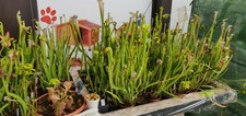 PIANTE CARNIVORE-SARRACENIA MIX 3 PIANTE FLAVA LEUCO ALATA SPEDITE CON VASO