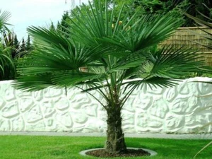 Trachycarpus fortunei Hanfpalme bis 170 cm Höhe Freilandzucht. Frosthart bis -18 - Bild 1 von 3