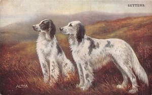 POSTCARD   DOGS   Setters - Picture 1 of 1