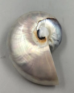 **Vintage Pearllized Nautilus Shell Brooch Pin** - Picture 1 of 4