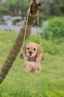 resin puppy - Hanging Puppy Dog Garden Statue Home Decor Pug Chihuahua Bulldog Yorkshire etc.