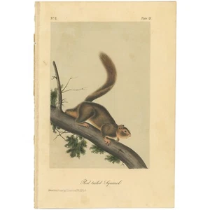 Audubon Quadrupeds Octavo Bowen 1849 h/c litho Pl 55 Red-tailed Squirrel - Picture 1 of 2