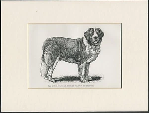 HEILIGER BERNARD BENANNTER CHAMPION HUND SELTEN ALT 1890er ANTIKER DRUCK FERTIG MONTIERT - Bild 1 von 1
