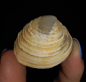 003, FÓSIL DE ALMEJA DE MOLUSCO CÁSCARA DE MAR, BIVALVIA VENERIDAE DE JAVA, INDONESIA, 28 MM - Imagen 1 de 6