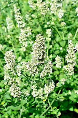 SABROSO BÁLSAMO DE LIMÓN 100 SEMILLAS, MELISSA OFFICINALIS, HIERBA, jardín mariesgreengarden Foto 1 de 4