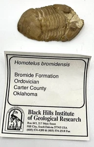 Ordovizium Fossil Trilobit Homotelus bromidensis Bromidformation Carter Co OK - Bild 1 von 8