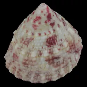 Trochus Maculatus rosa (Nocnocan Isl., Philippinen) 20,7 mm #34336 - Bild 1 von 4