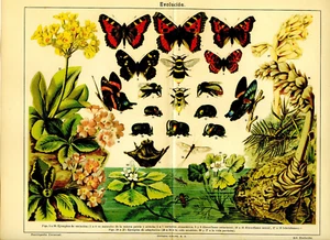 1920s Antique Litho Print Butterflies Evolution Darwin Beetles Bees Art Decor - Picture 1 of 1
