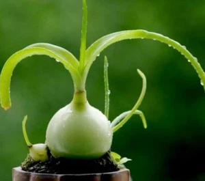 Albuca : pregnant onion plant : $99 For 15 Plants Free Postage - Bild 1 von 7