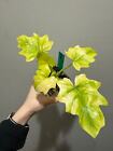 variegated philodendron warszewiczii golden rooted active growing. Exact plant.