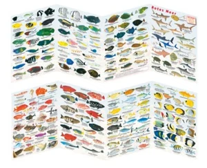 subbase pliegue de peces mapa de destino de peces pliegue mar rojo ¡NUEVO!!! - Imagen 1 de 1