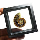 Natural Ammonite Fossil Shell Conch Specimen Crystal reiki Healing Display Box