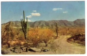 Fotografía vintage de cactus de Bob Petley de Arizona South Mountain Park - Imagen 1 de 2